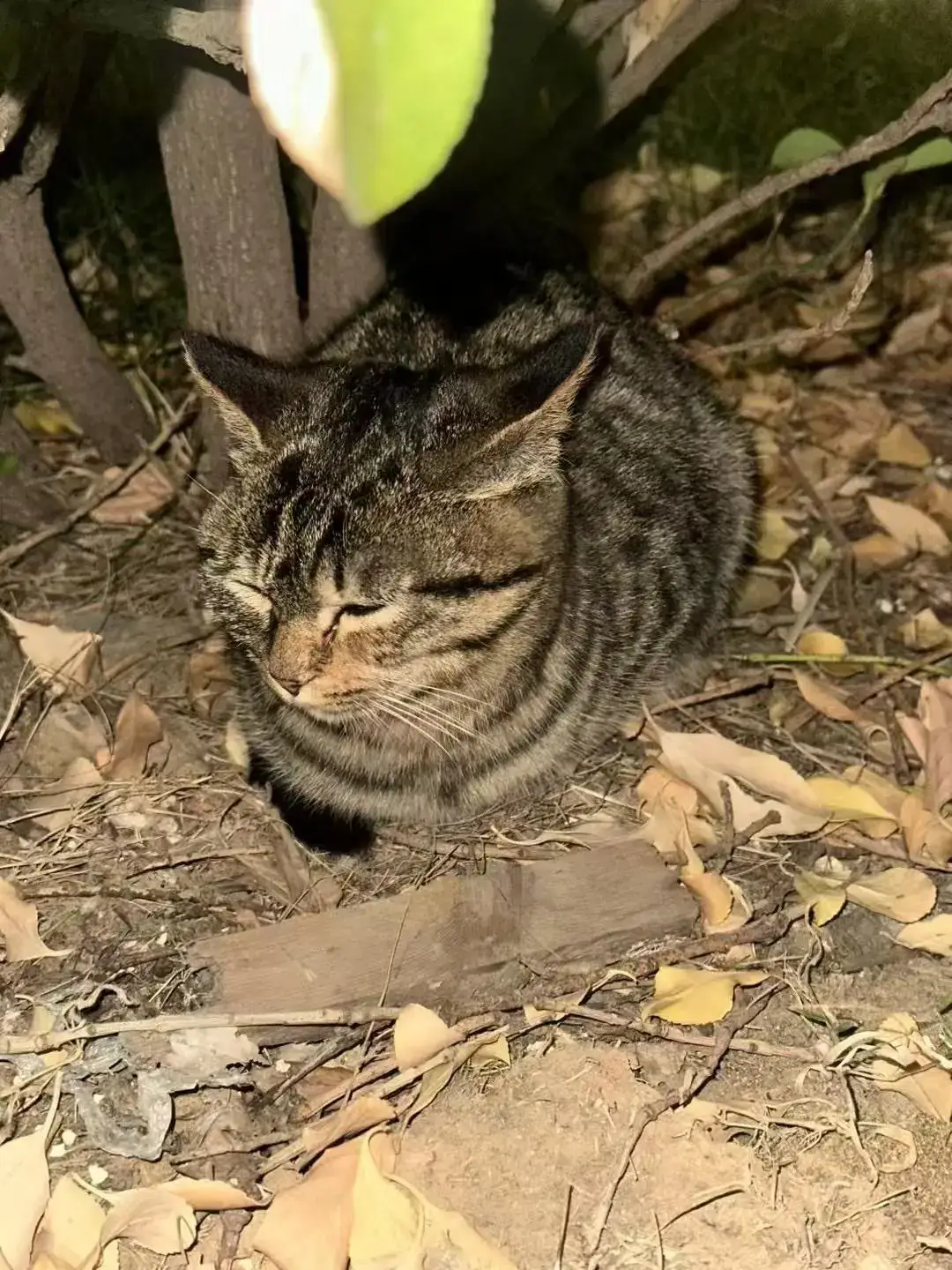 小怪