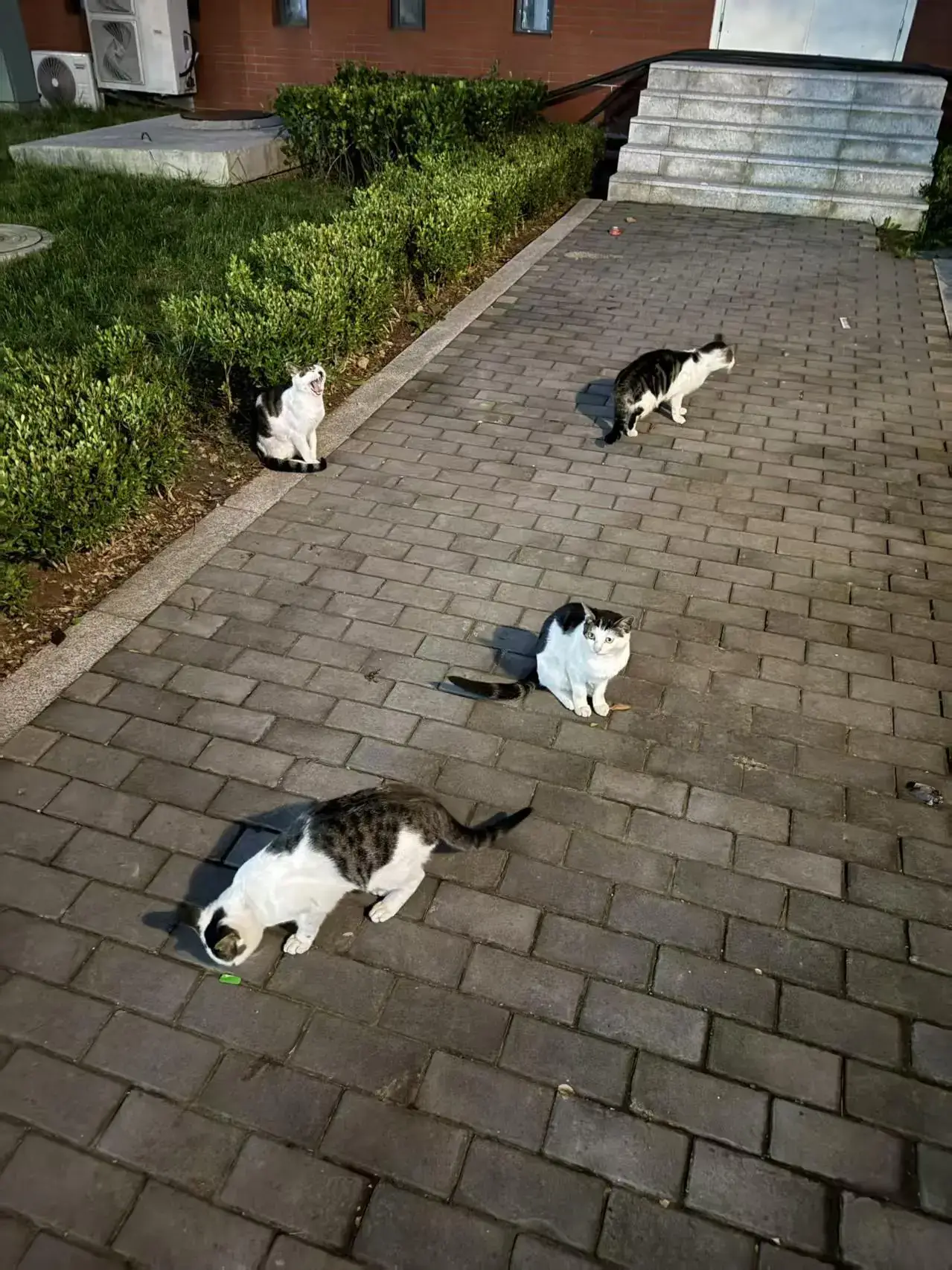 群猫荟萃